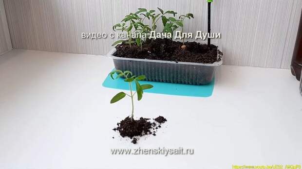 2020.04.28_Недостаток азота: отчего, как понять и что делать? 2020.04.28_Недостаток азота: отчего, как понять и что делать?