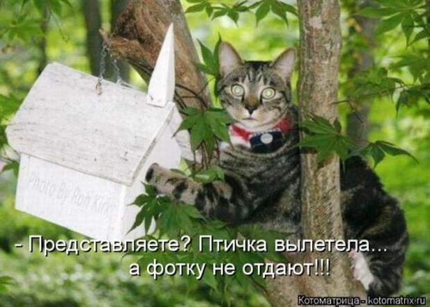 Лучшая котоматрица недели (35 фото)
