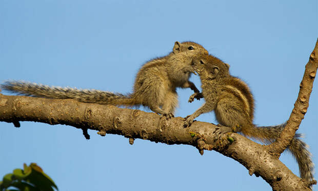 cute-animals-kissing-valentines-day-16__880