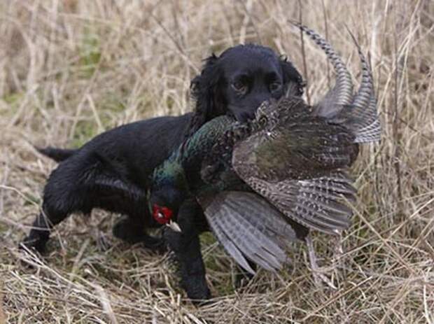 Хаски, бульдог, борзая: почему породы собак называются именно так