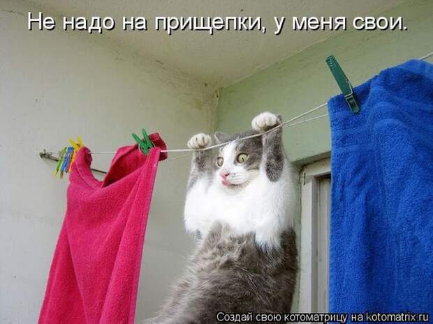 Лучшие котоматрицы недели