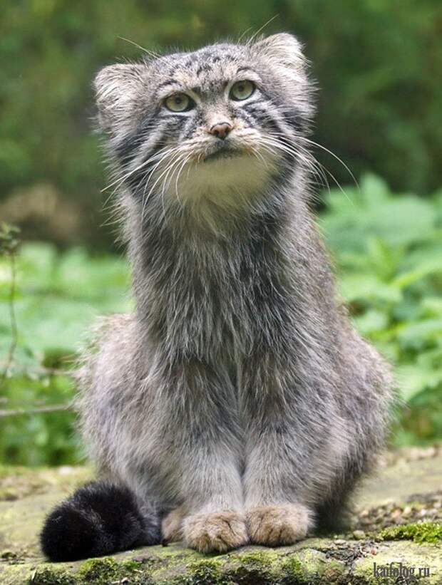 Смешные котики (55 фото)