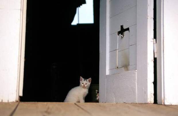 Котенок у открытой двери, фото кошки фотография