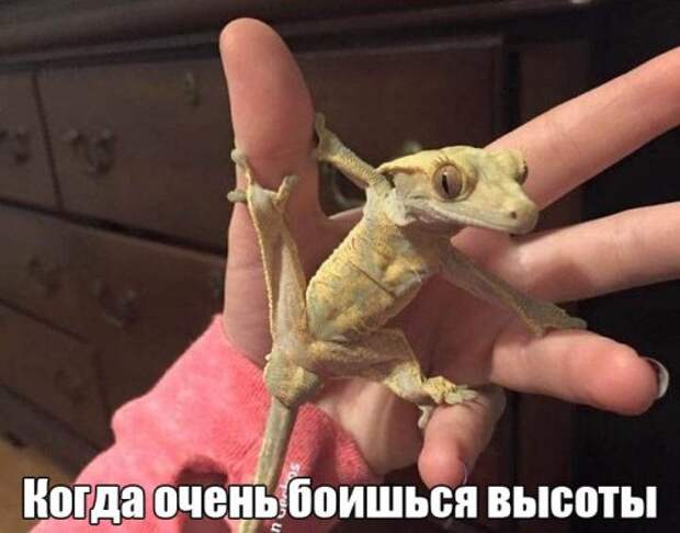 Прикольные картинки для всех (43 шт)