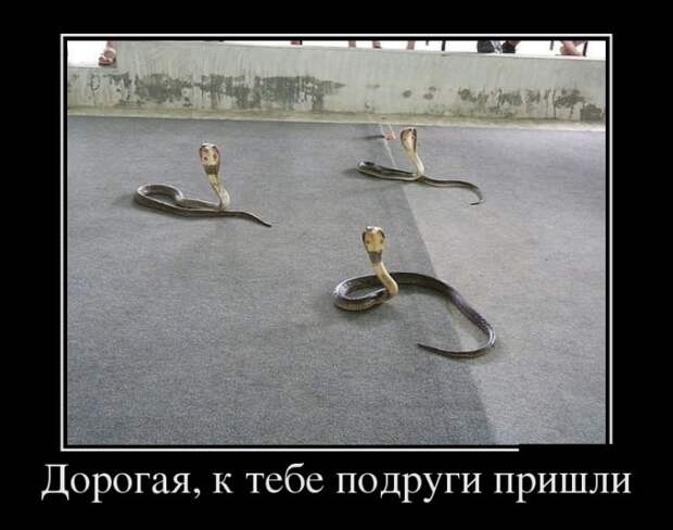 Демотиваторы демотиваторы, картинки, приколы