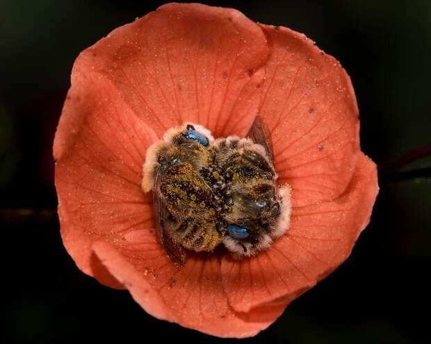 Пчелы, уснувшие в цветке: история одного фотоснимка насекомые, природа, пчела в цветке, пчелы, трогательно, фото, фотограф, фотография
