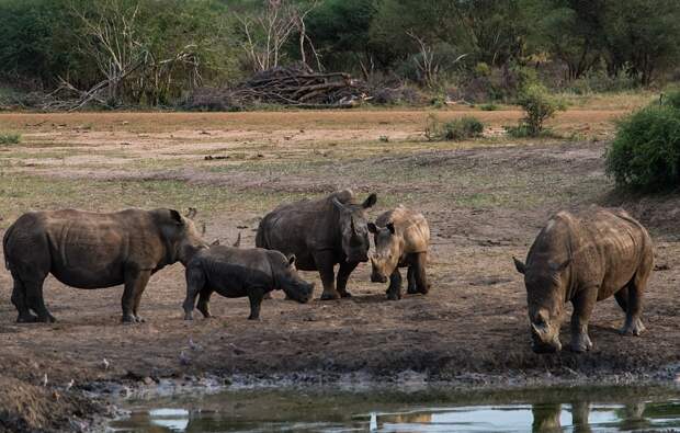 Носорог достал жеребенка зебры из грязи грязь, зебра, носорог