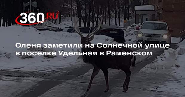 Оленя заметили на Солнечной улице в поселке Удельная в Раменском