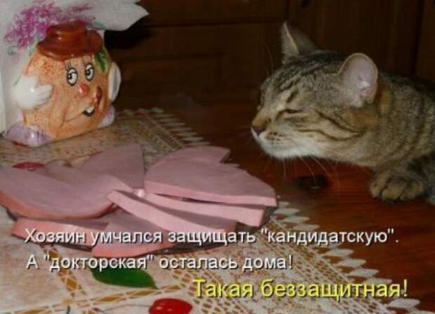 смешные картинки с едой и котами) (9)