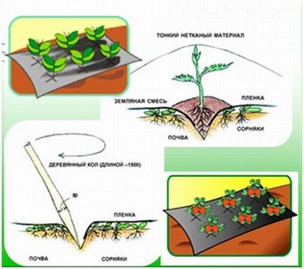 Схема использования нетканого укрывного материала от сорняков