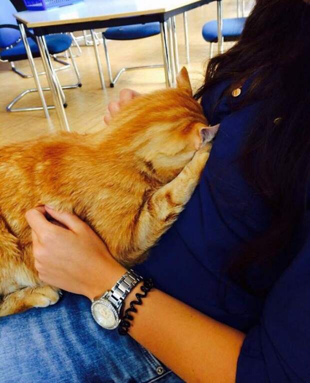 Рыжий кот заботится о студентах