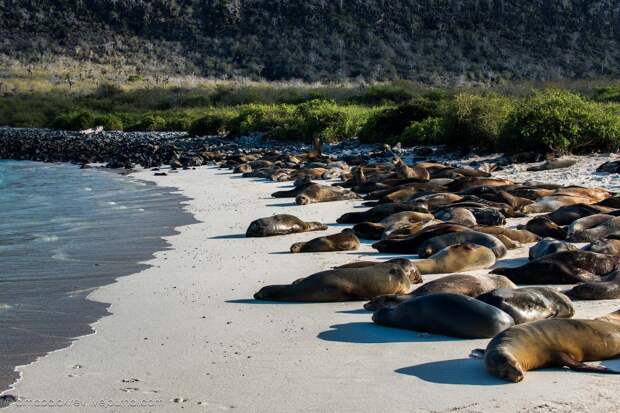 Галапагосы. Остров Санта Фе galapagos12 Галапагосы. Остров Санта Фе