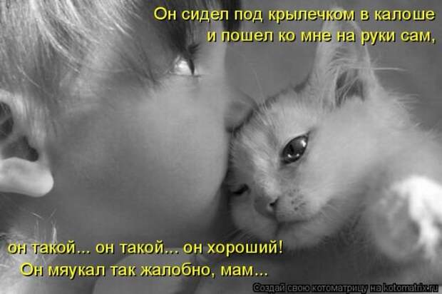 Лучшие котоматрицы недели