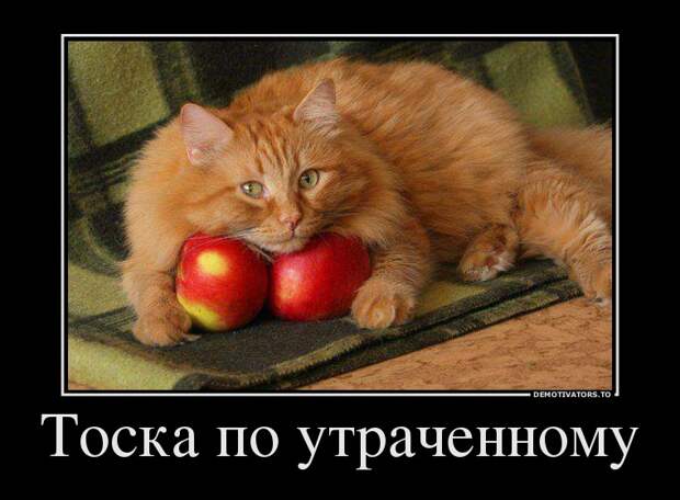 Демотиваторы  демотиваторы, прикол, смех, юмор