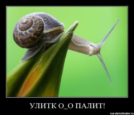 Демотиваторы новые и только смешные.