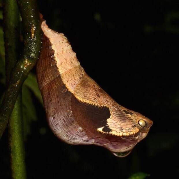 бабочка dynastor darius, кокон бабочки-совы, самый страшный кокон, кокон похож на змею