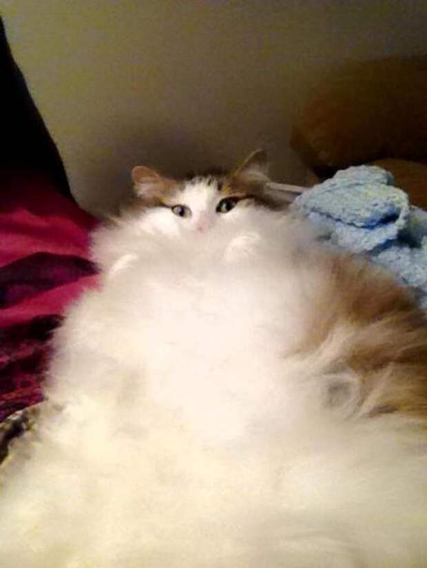33.  кошка, пушистость, шерсть