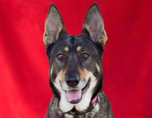 взять взрослую собаку вместо щенка, взрослые собаки против щенков