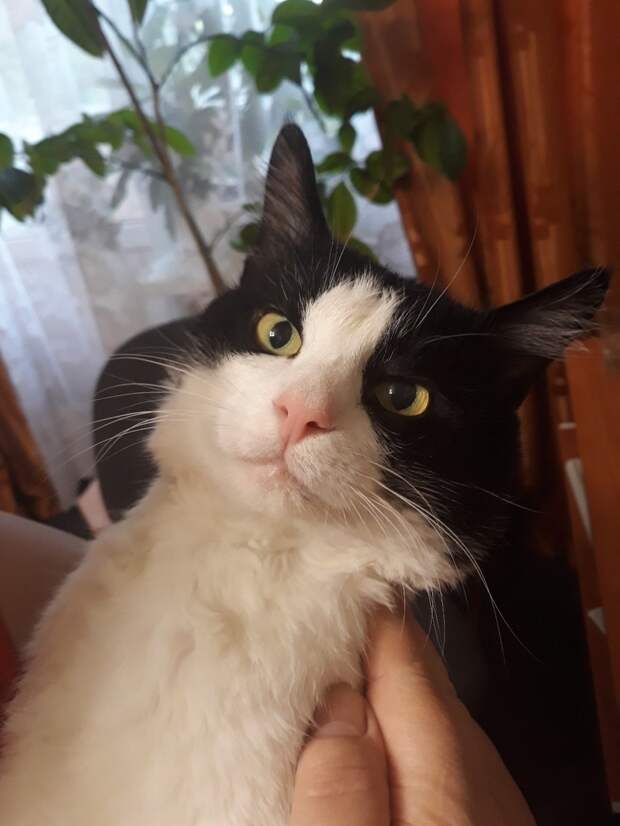котенок нашел дом черно-белый кот