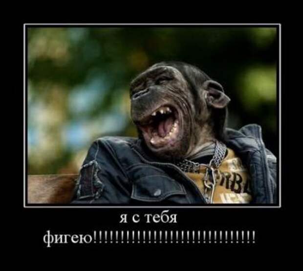 Демотиваторы новые фото приколы и смешные.