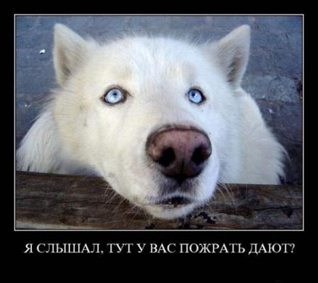 Фото демотиваторы с юмором.