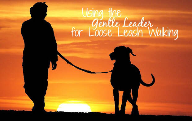 Using the Gentle Leader for Loose Leash Walking