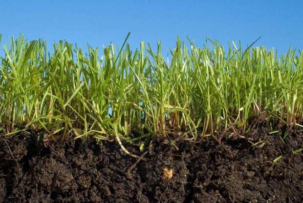 При стрижке газона следует соблюдать "правило 1/3": срезать только треть высоты травы. Слишком радикальная стрижка опасна для корневой системы травы