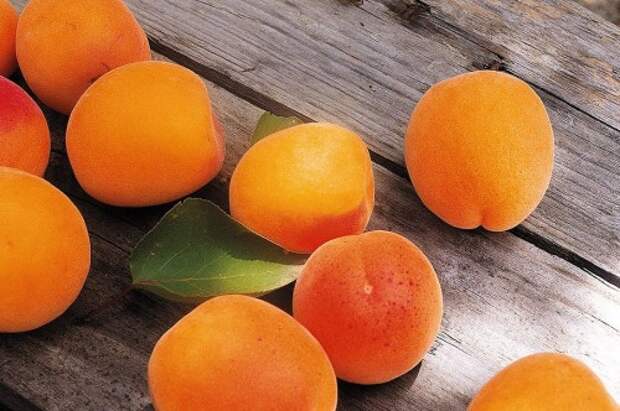 Выращивание абрикоса " TRIAL-NEWS.RU Свежие новости ежедневно