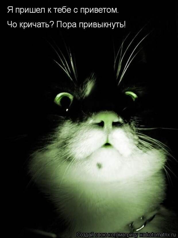 Лучшие котоматрицы недели