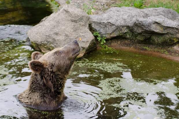 Несмотря на устрашающий внешний вид, один из самых крупных наземных хищников бурый медведь довольно игрив и при удобном случае с удовольствием залезает в воду 