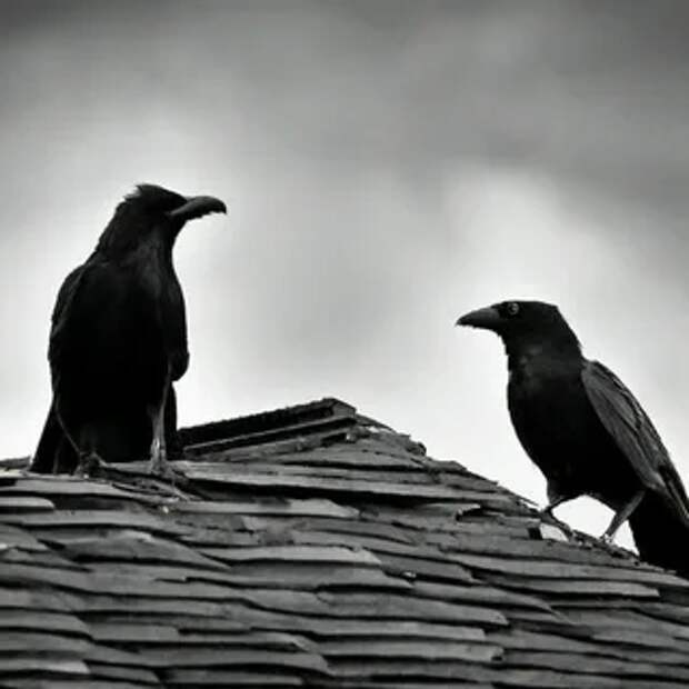 О чём размышляют вороны?