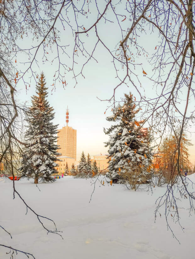 В трех городах Поморья после праздников будут принимать елки