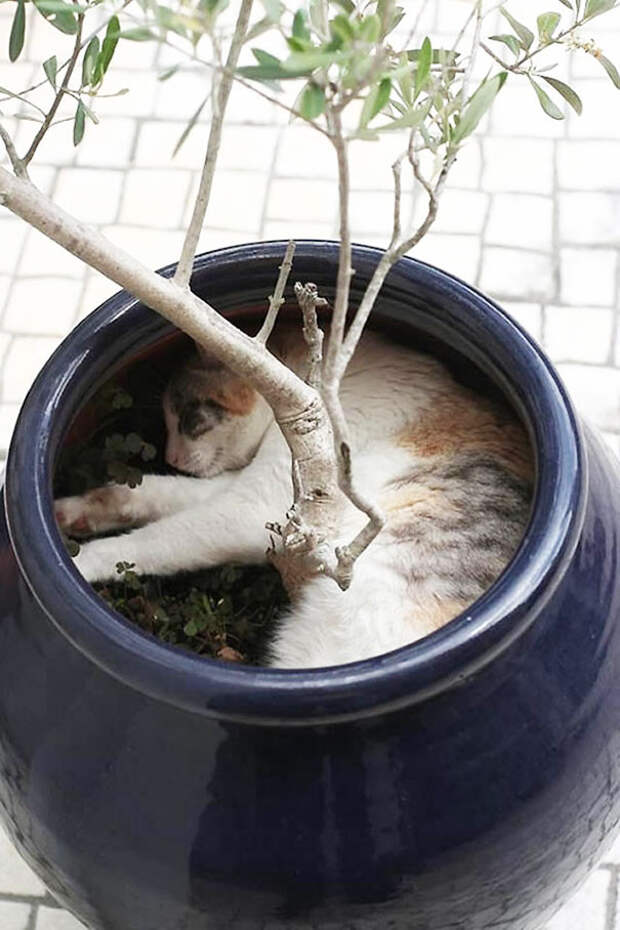 Кошки, которые возомнили себя растениями коты, растения