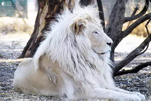 Белые львы: такие редкие и такие красивые