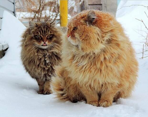 Siberian Cats photo Alla Lebedeva61 Необычная колония рыжих под Барнаулом