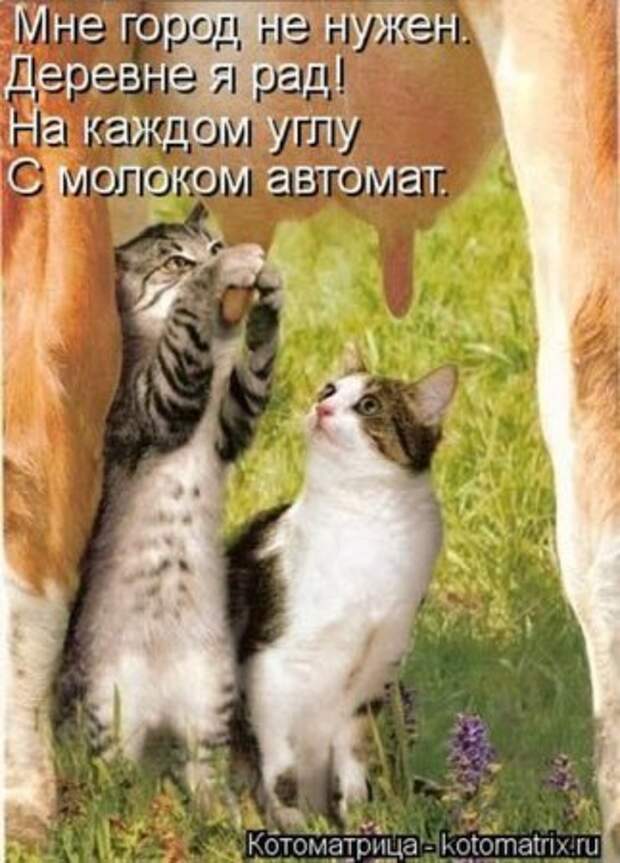 Котоматрицы