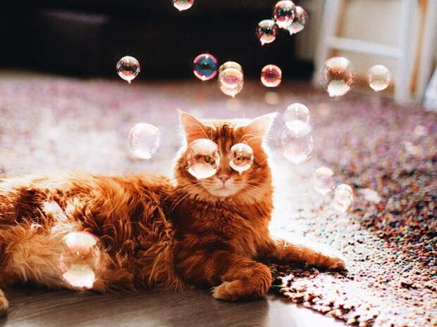 cat-kotleta