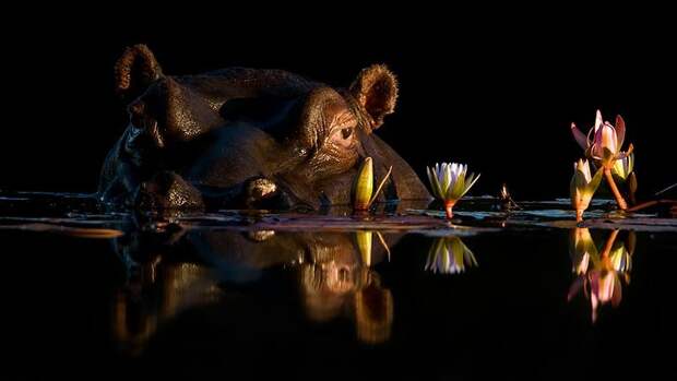 TOP 15 twitter-фотографов