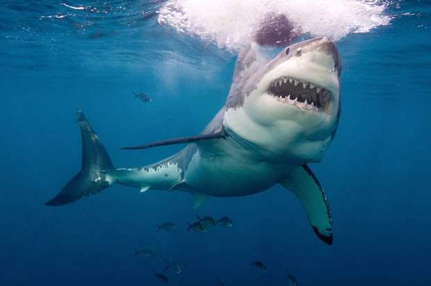 great_white_shark-364665