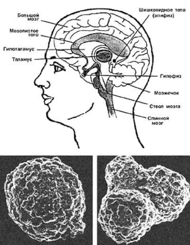 Шишковидная железа глаз. Строение мозга человека шишковидная железа. Третий глаз у человека шишковидная железа. Эпифиз третий глаз человека. Гипофиз на схеме мозга.