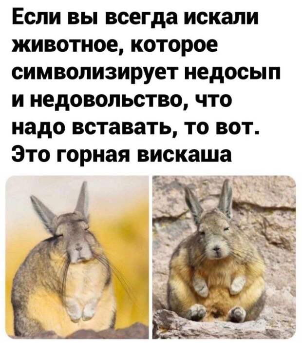 Доброутрешние веселые картинки