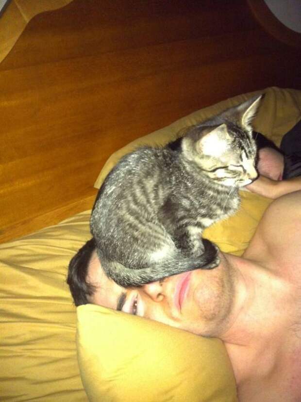 кошачья логика (8)