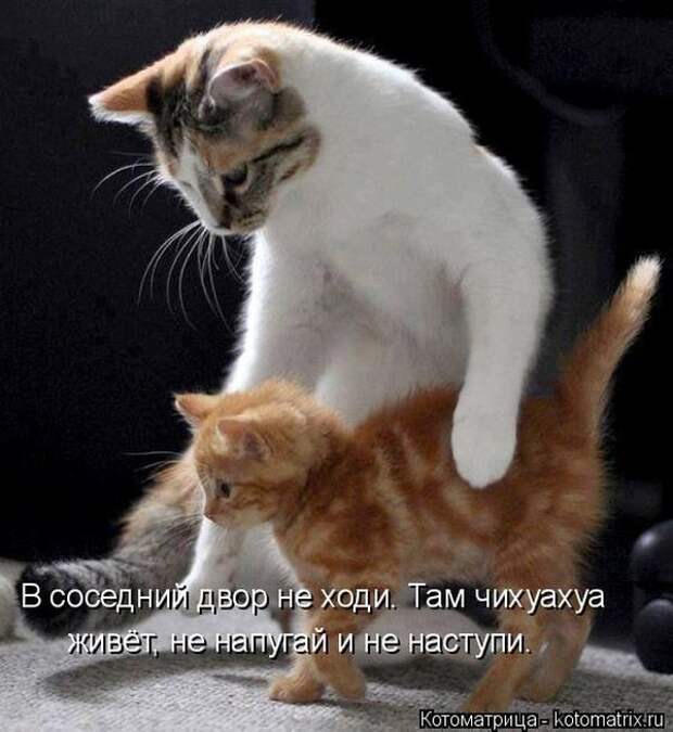 Лучшие котоматрицы недели