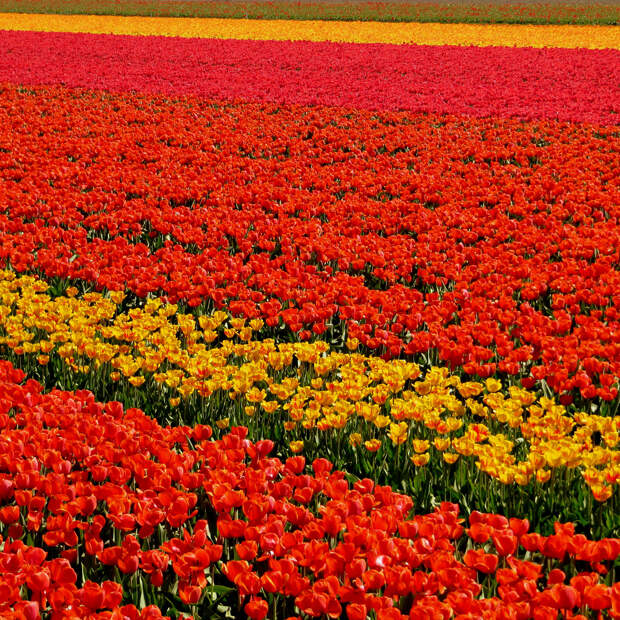 Нидерланды. Цветочные плантации. (Reto Fetz)