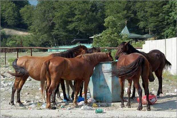 Такое может быть только в России (65 фото)