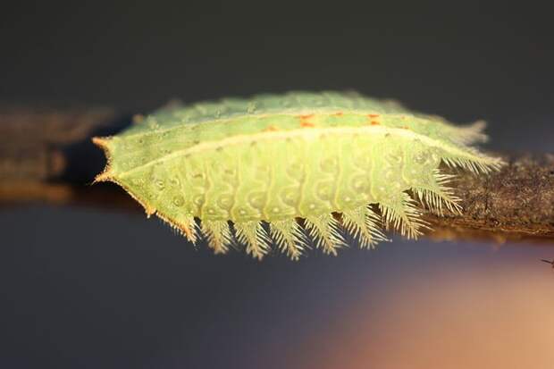 10 невероятно красивых гусениц гусеницы, красота