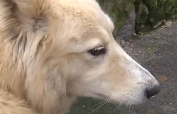 Брошенный у дороги пес в мороз ждал возвращения хозяина