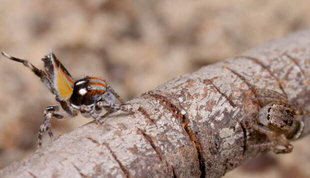 Паук павлин (Maratus volans)