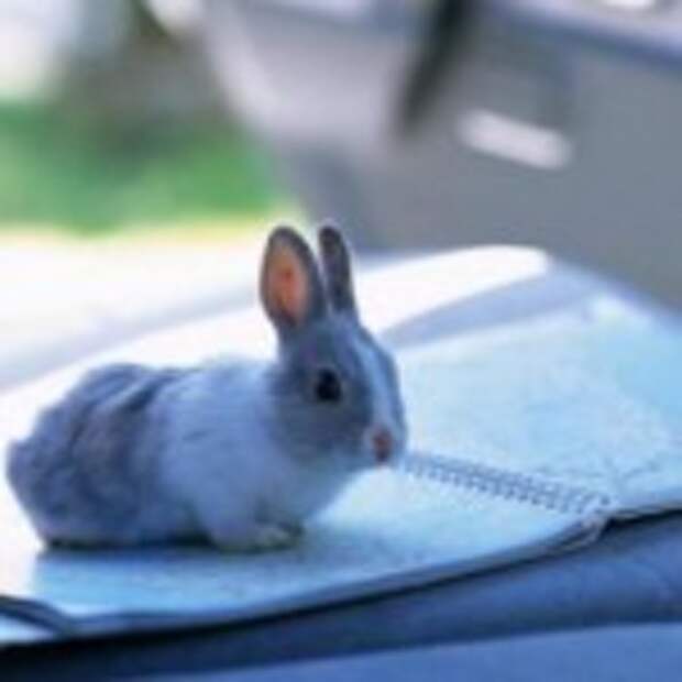 1251358209_1251354130_rabbit_20