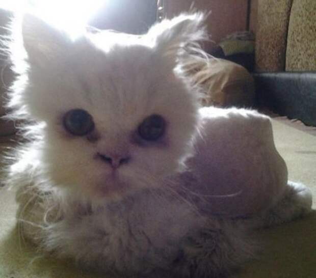 Вторая жизнь  кота, найденного под окнами дома